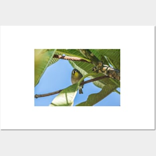 Japanese white-eye of honolulu Posters and Art